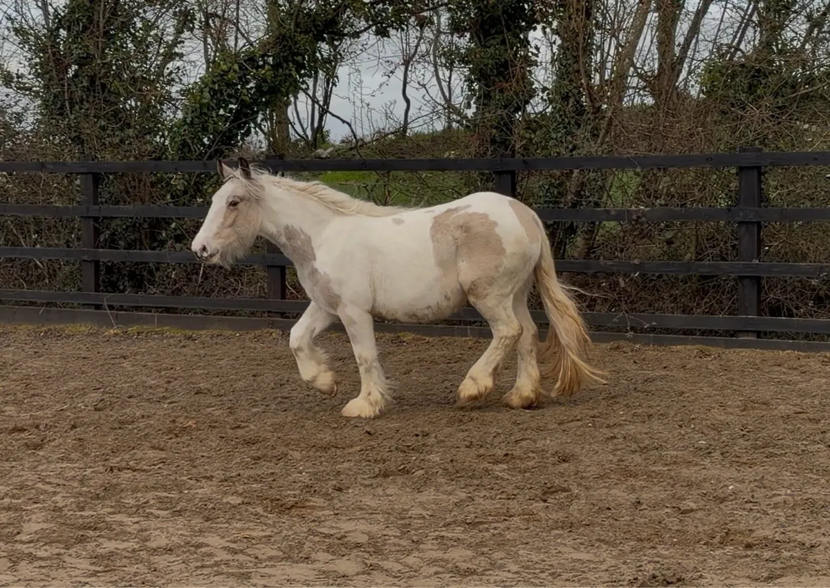 Heavy Dun & White Filly - Image 4