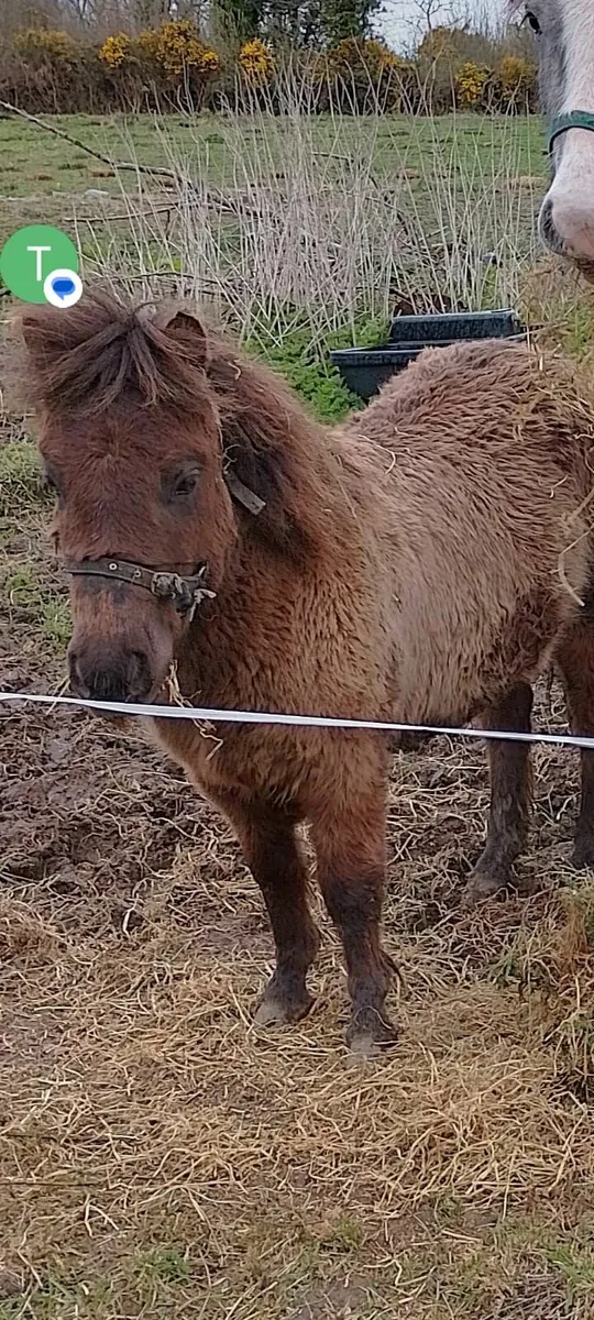 Gelding 13.2hh for sale €650 - Image 4