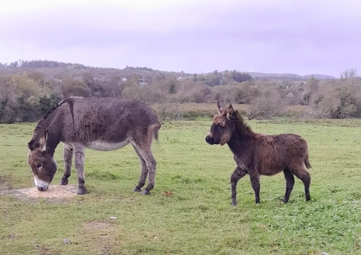 Mare Donkey with Filly Foal - Image 1
