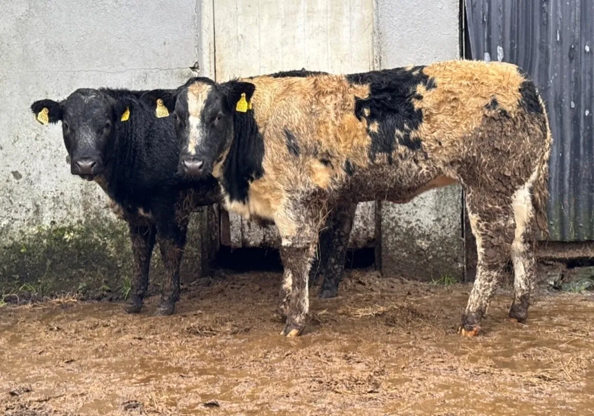 ⭐️2 Show Ai bred Blue Breeding heifers⭐️ - Image 3