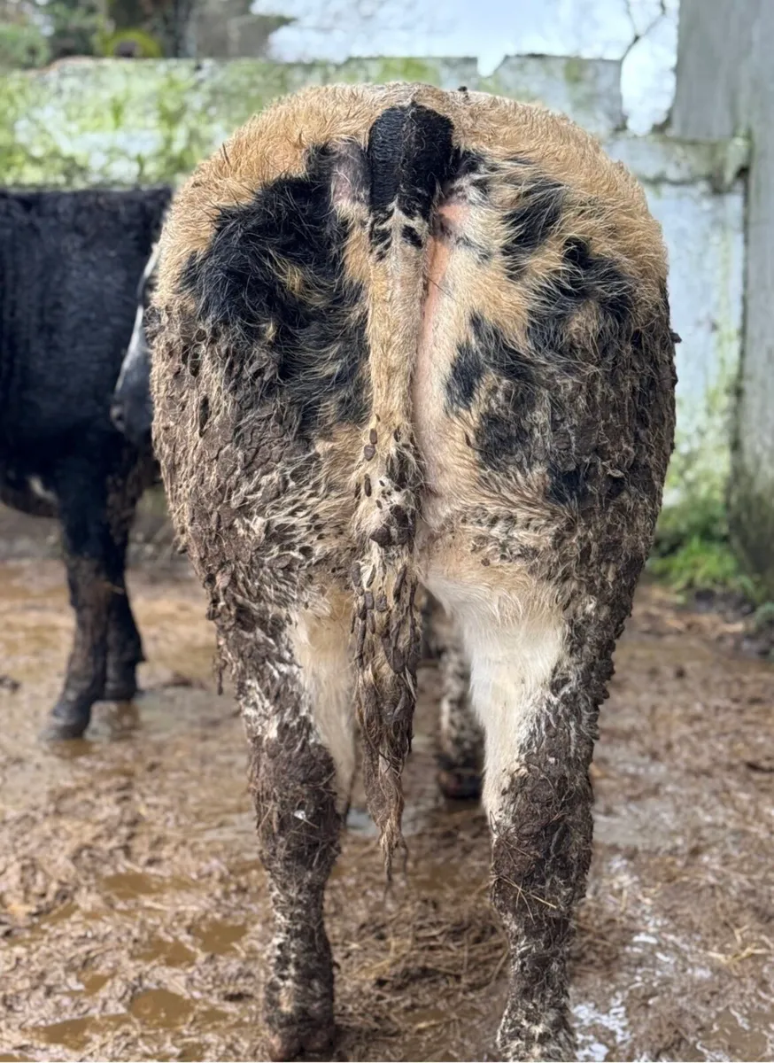 ⭐️2 Show Ai bred Blue Breeding heifers⭐️ - Image 4