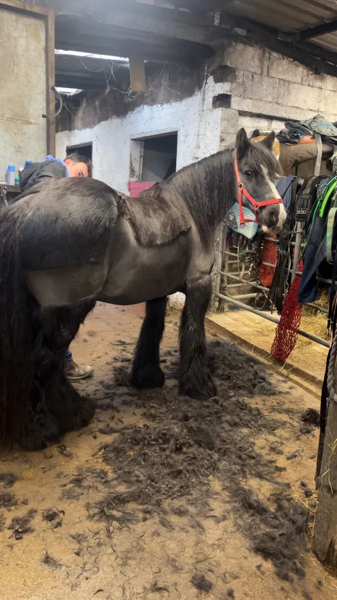 Beginner pony - Image 1