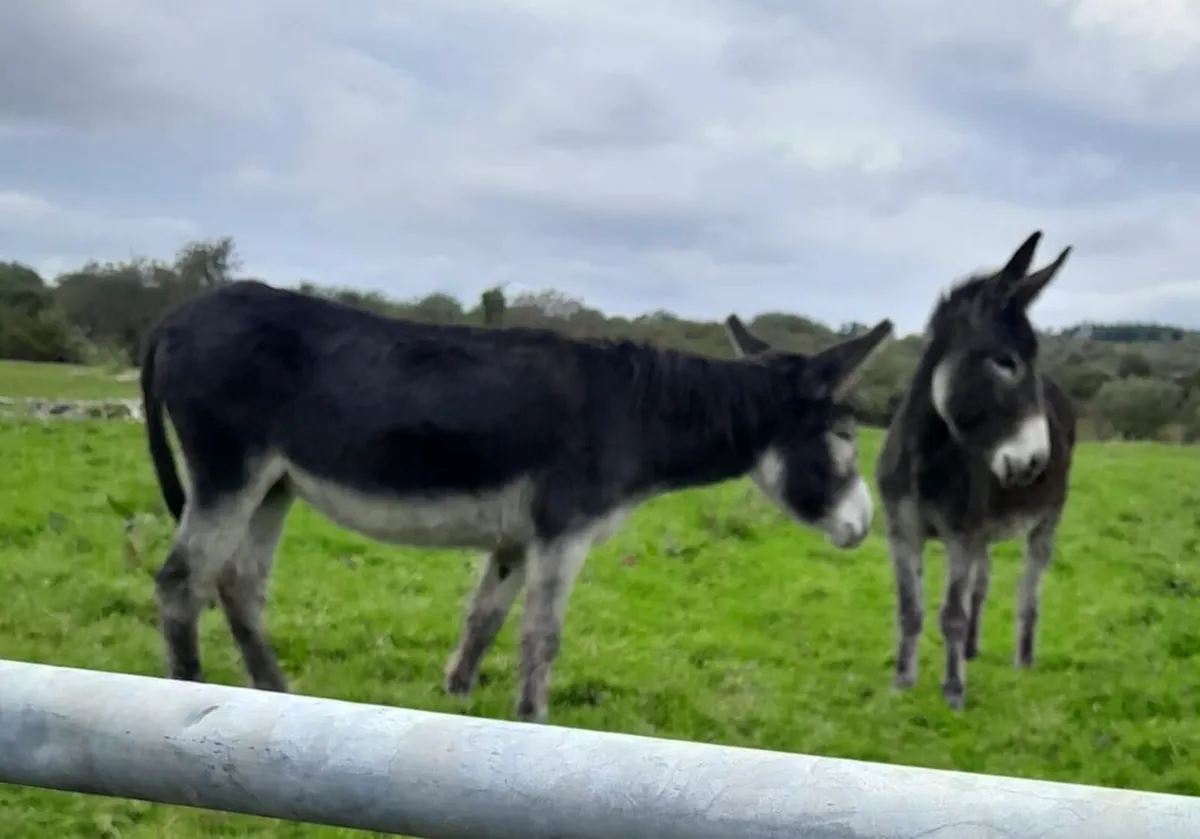 Two Mare Donkeys - Image 1