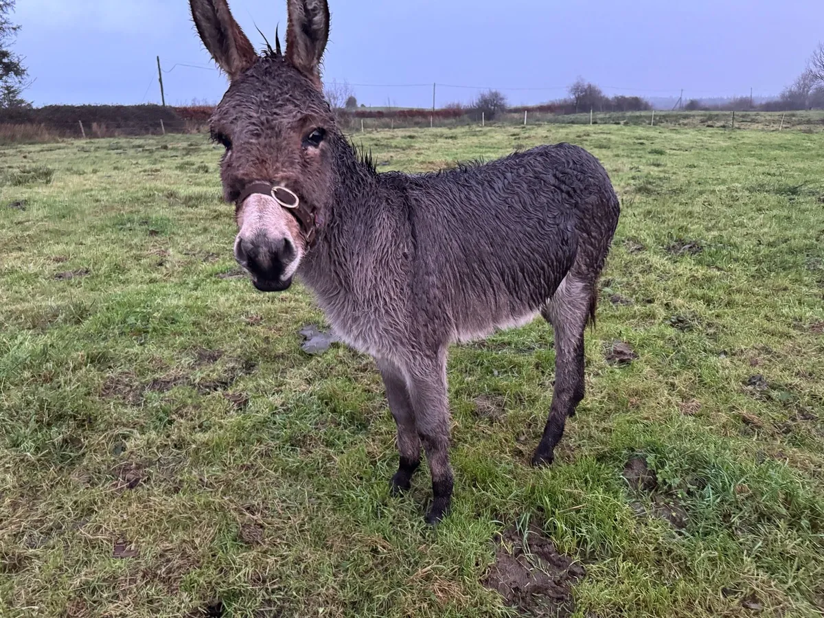 Traditional grey jack - Image 1