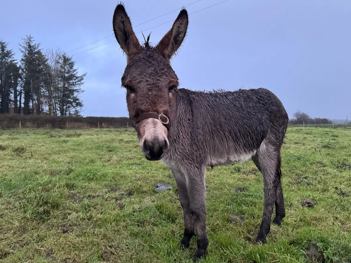 Traditional grey jack - Image 2