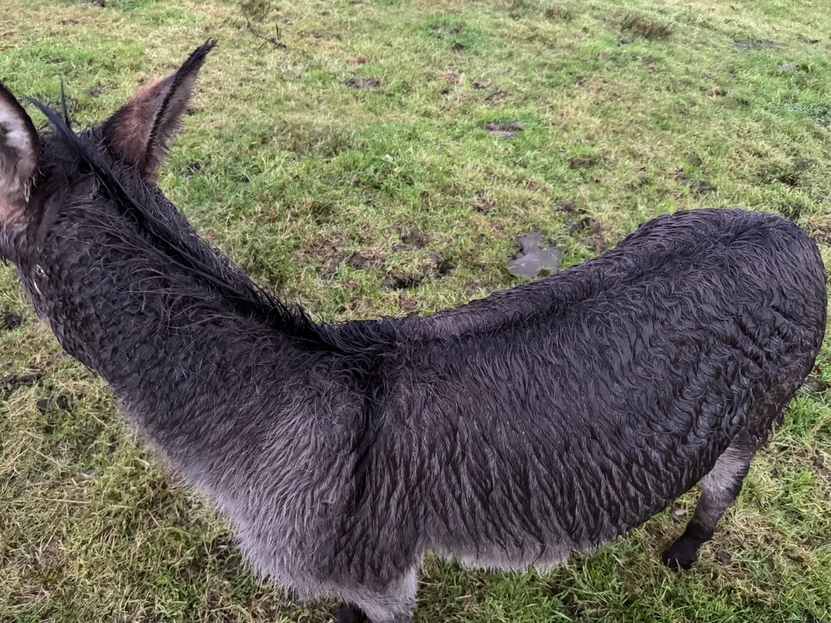 Traditional grey jack - Image 3