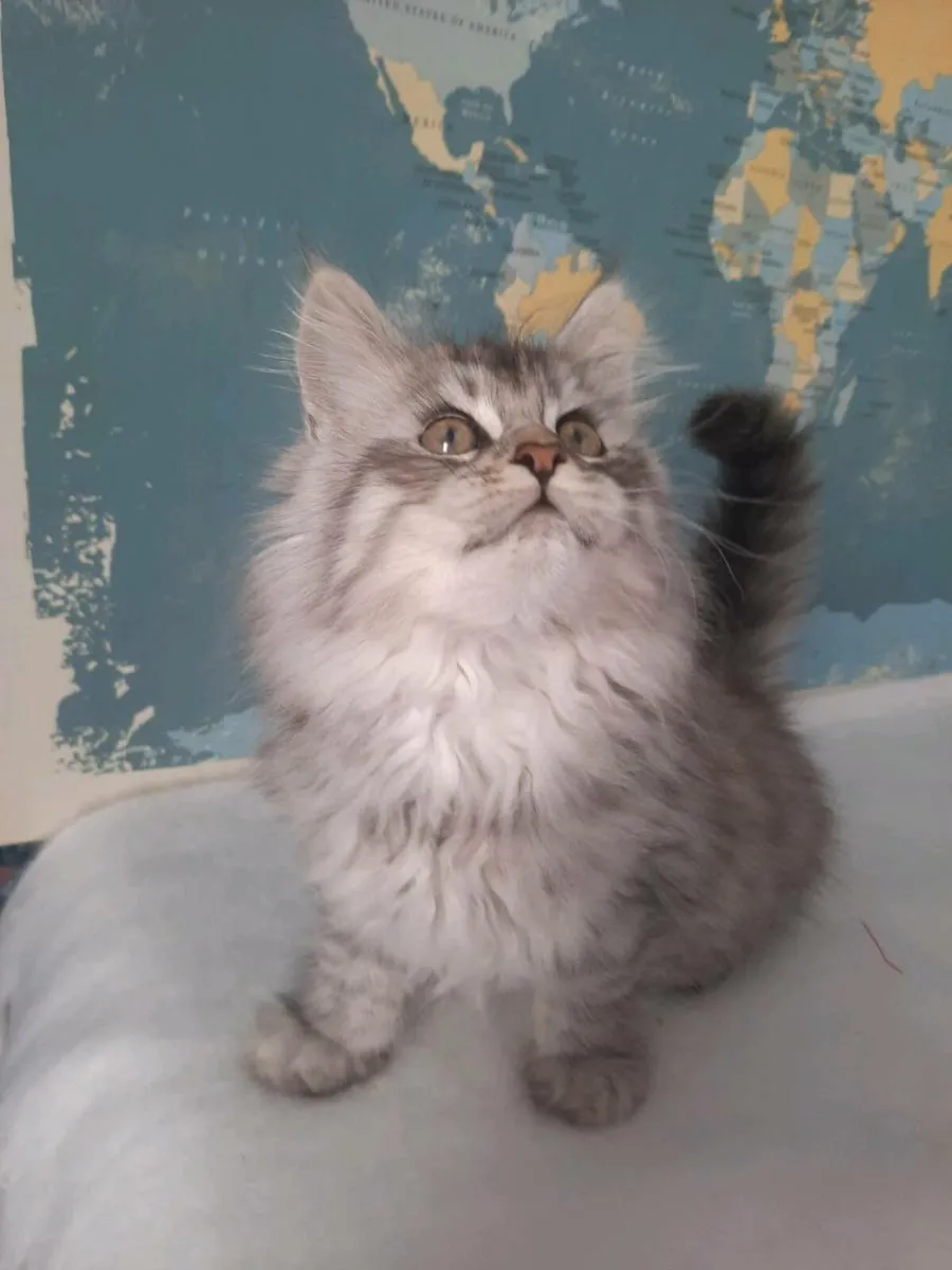 Maine coon kittens - Image 1