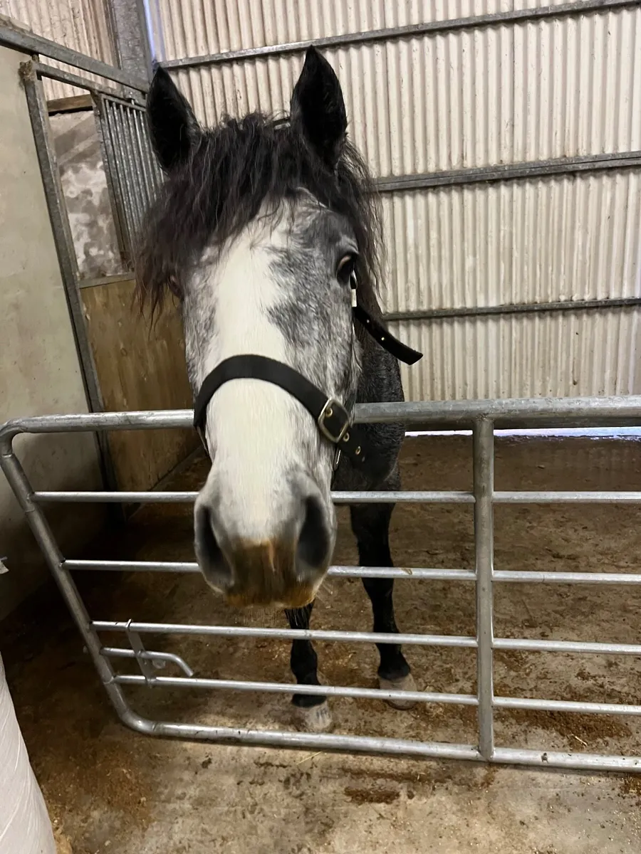 Connemara geldings - Image 3