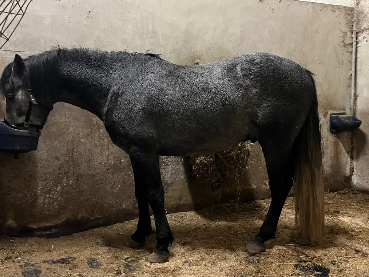 Connemara geldings - Image 1