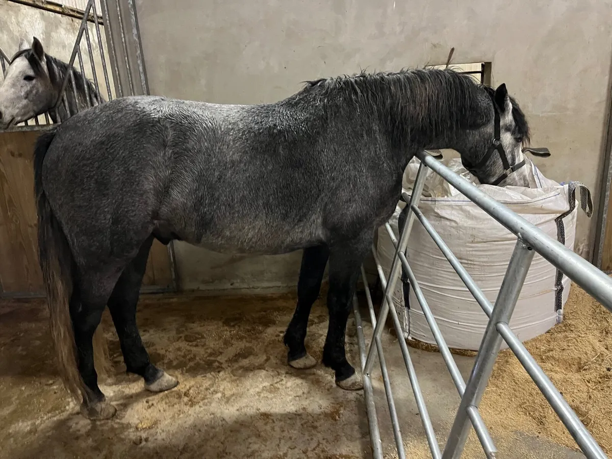 Connemara geldings - Image 4