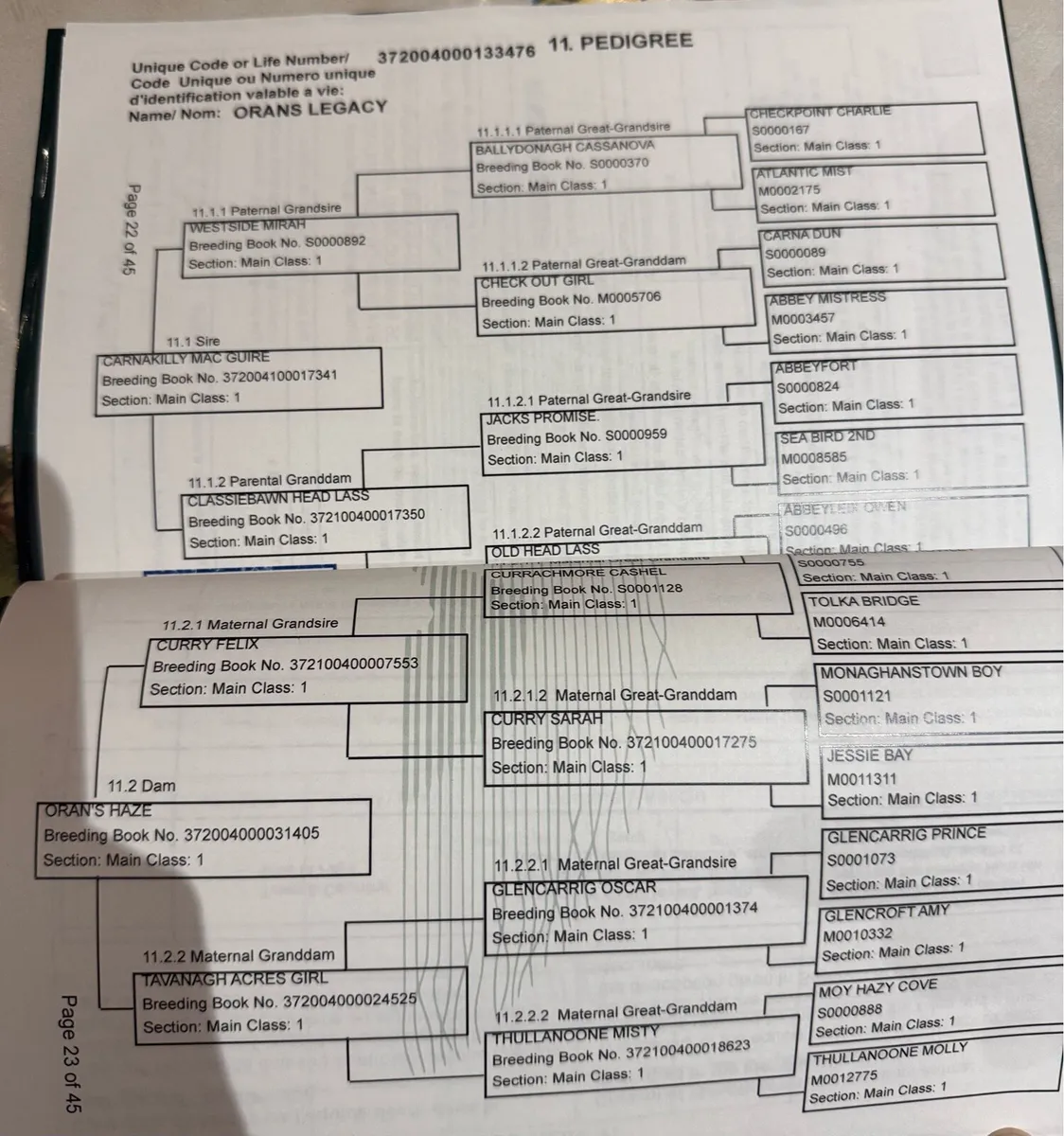 Orans Legacy - Image 2