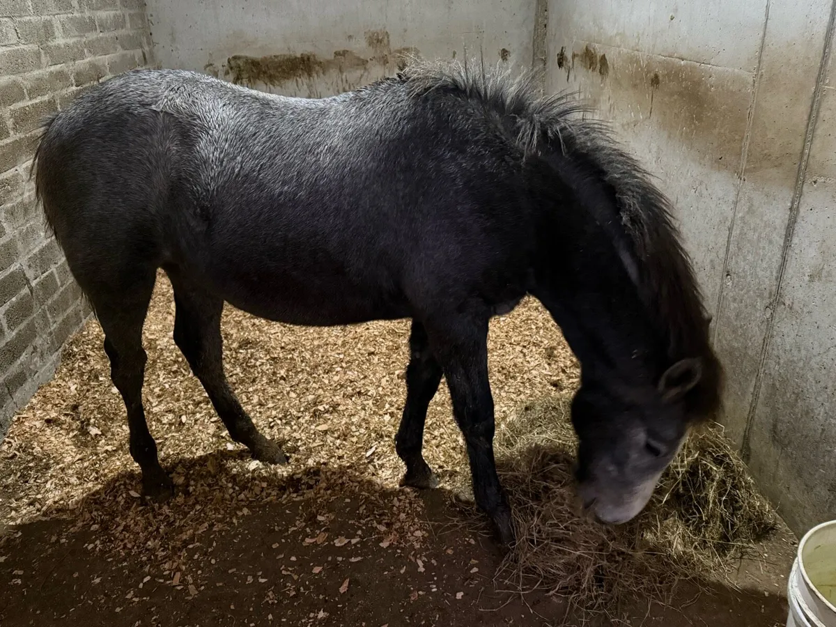 Orans Legacy - Image 3