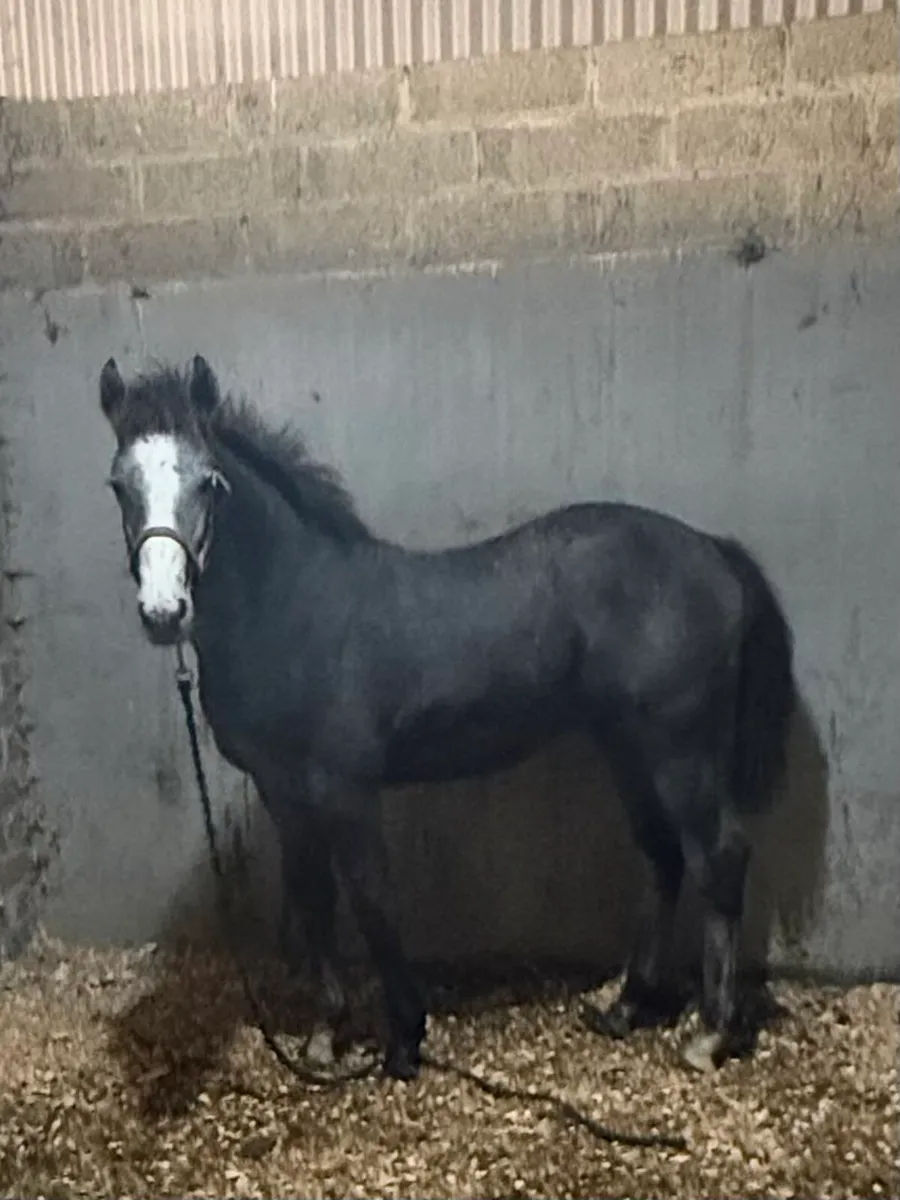 Orans Legacy - Image 4