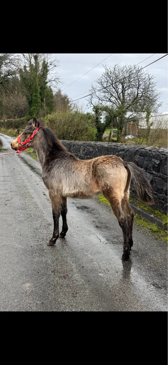 Connemara Colt Foal - Image 1