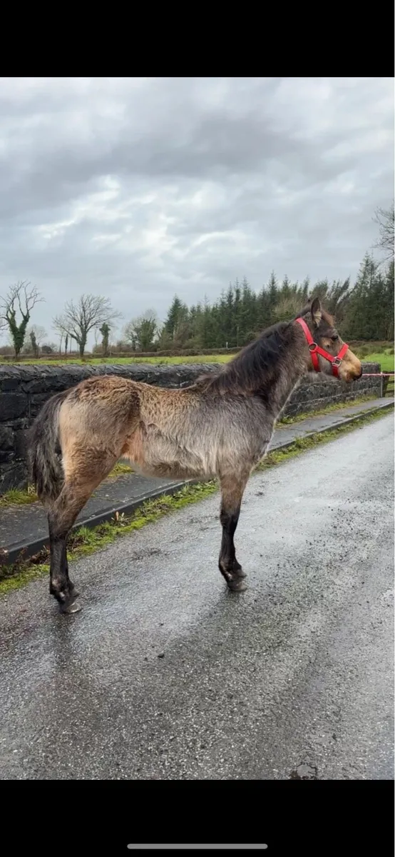 Connemara Colt Foal - Image 2