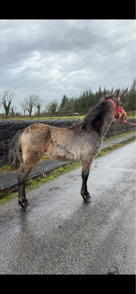 Connemara Colt Foal - Image 3