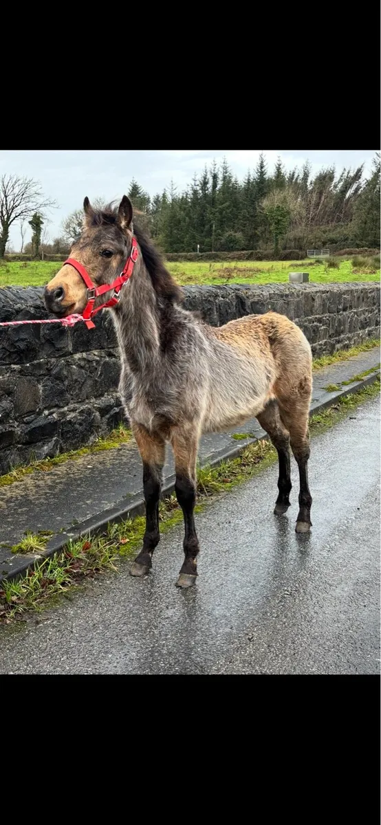 Connemara Colt Foal - Image 4