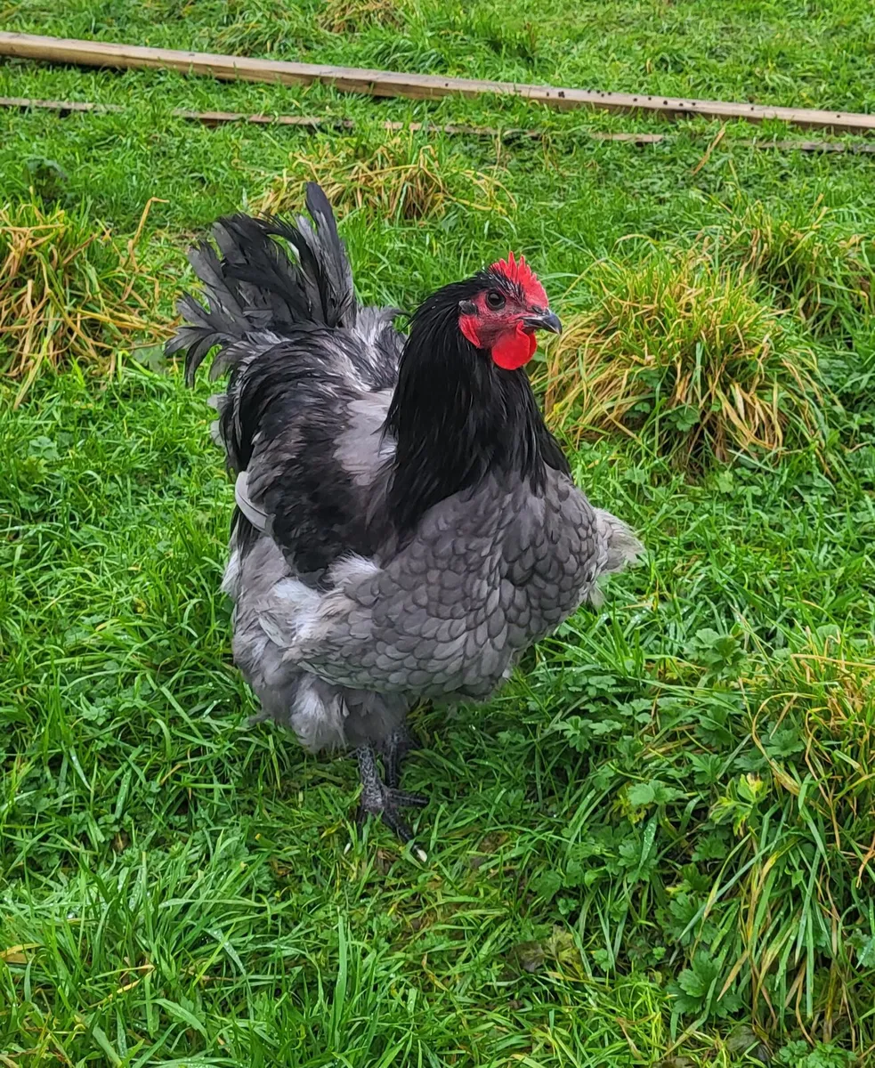 Young pure breed roosters - Image 1