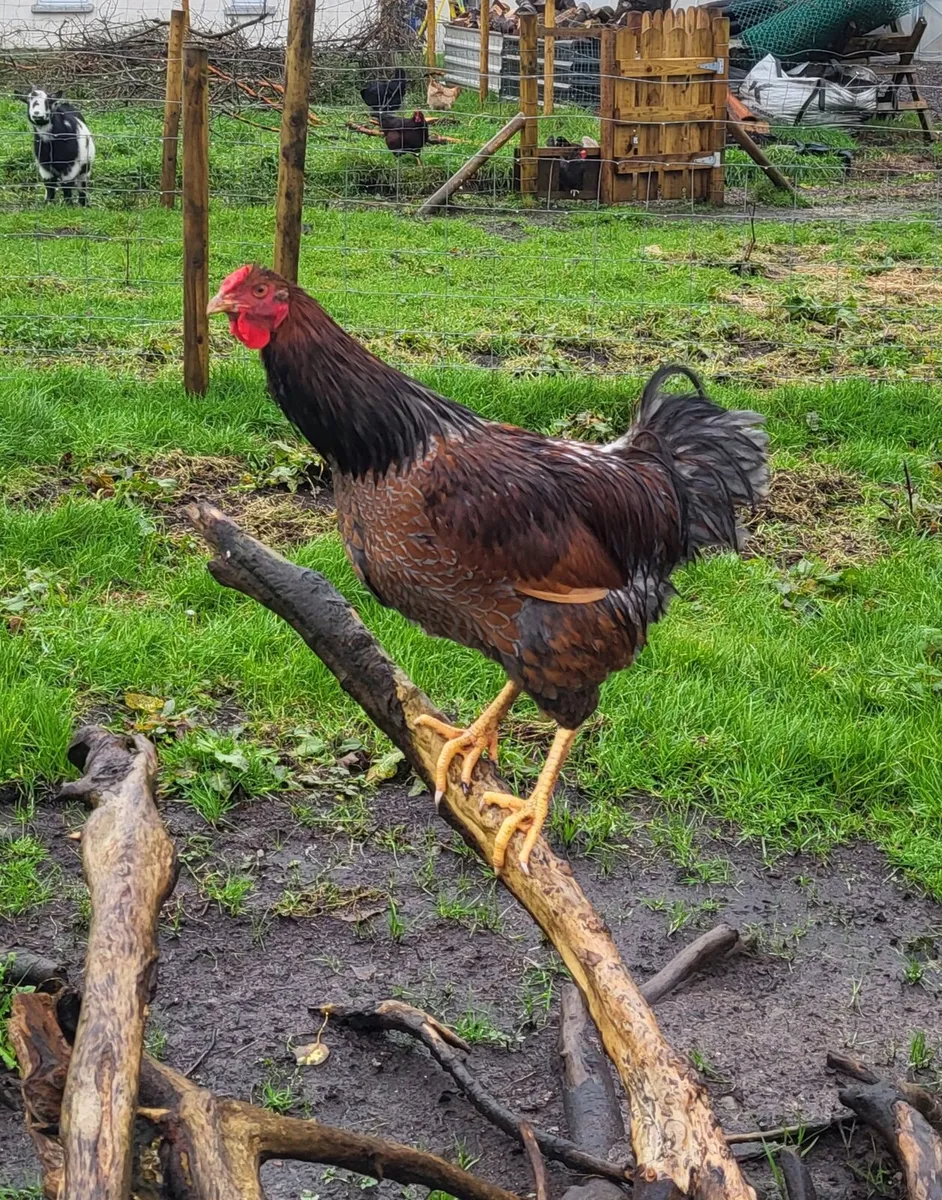 Young pure breed roosters - Image 2