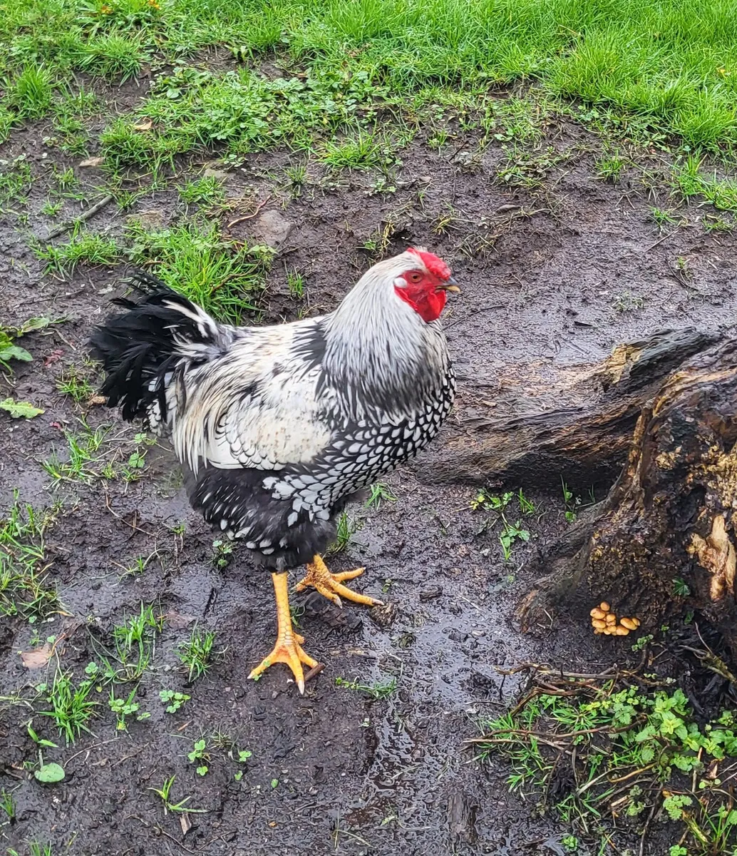 Young pure breed roosters - Image 3
