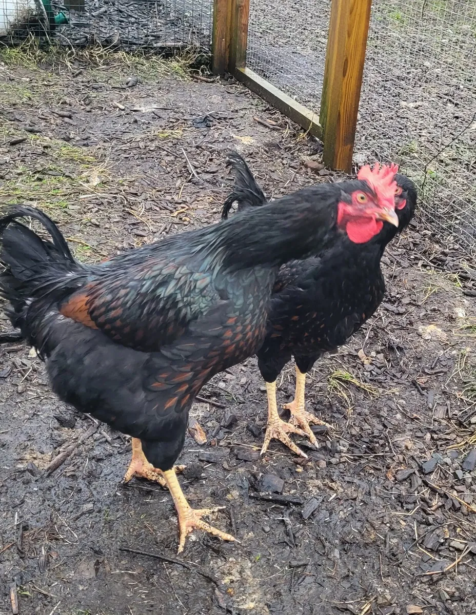 Young pure breed roosters - Image 4
