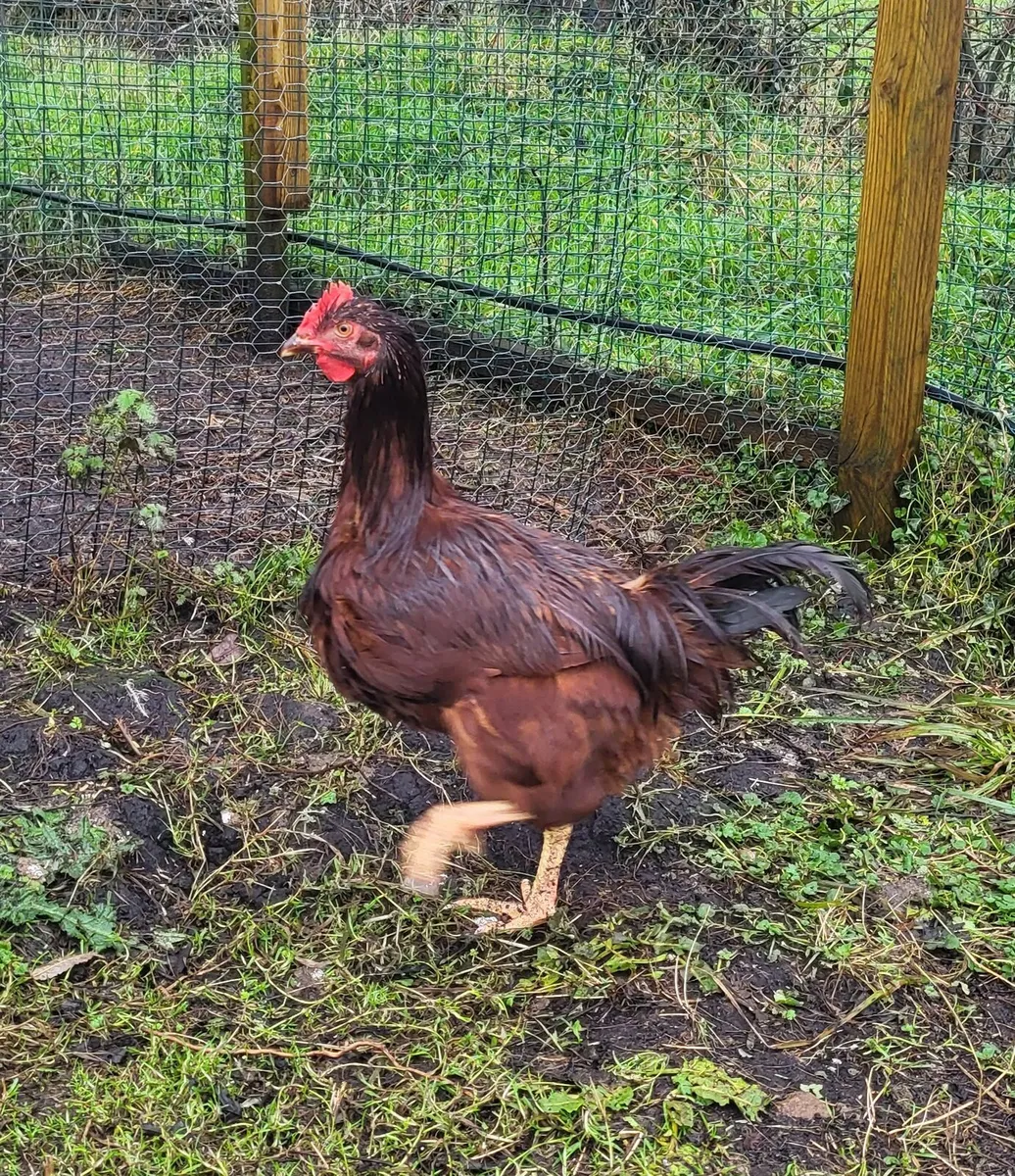 Young purebred roosters - Image 2