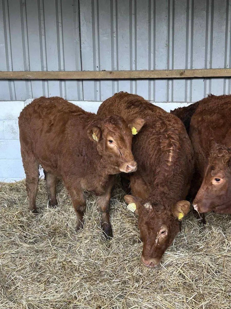 4 Smashing Red Limousin Heifers - Image 1