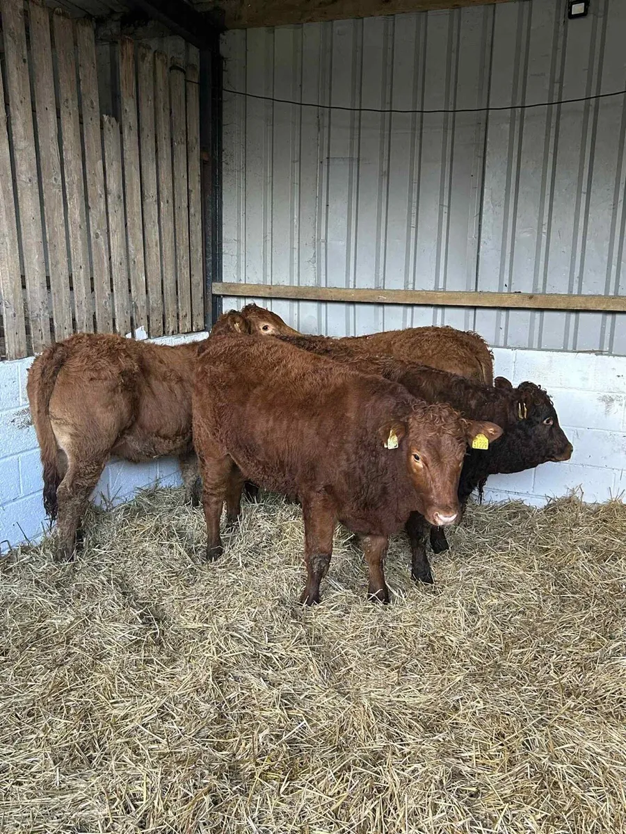 4 Smashing Red Limousin Heifers - Image 2