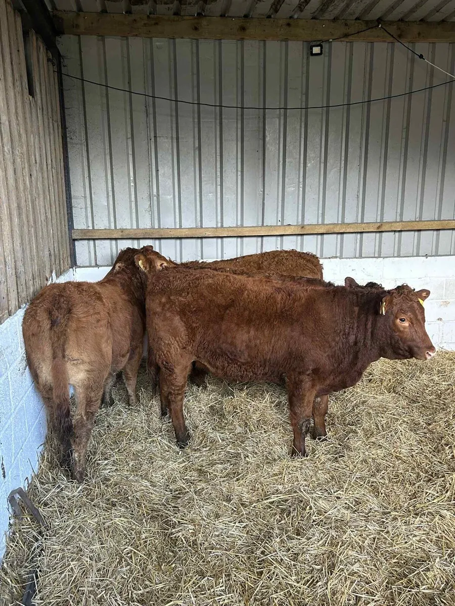 4 Smashing Red Limousin Heifers - Image 3