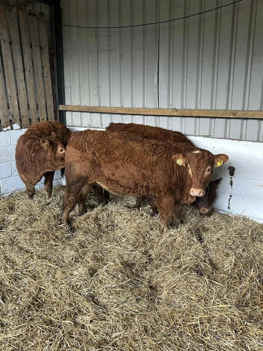 4 Smashing Red Limousin Heifers - Image 4