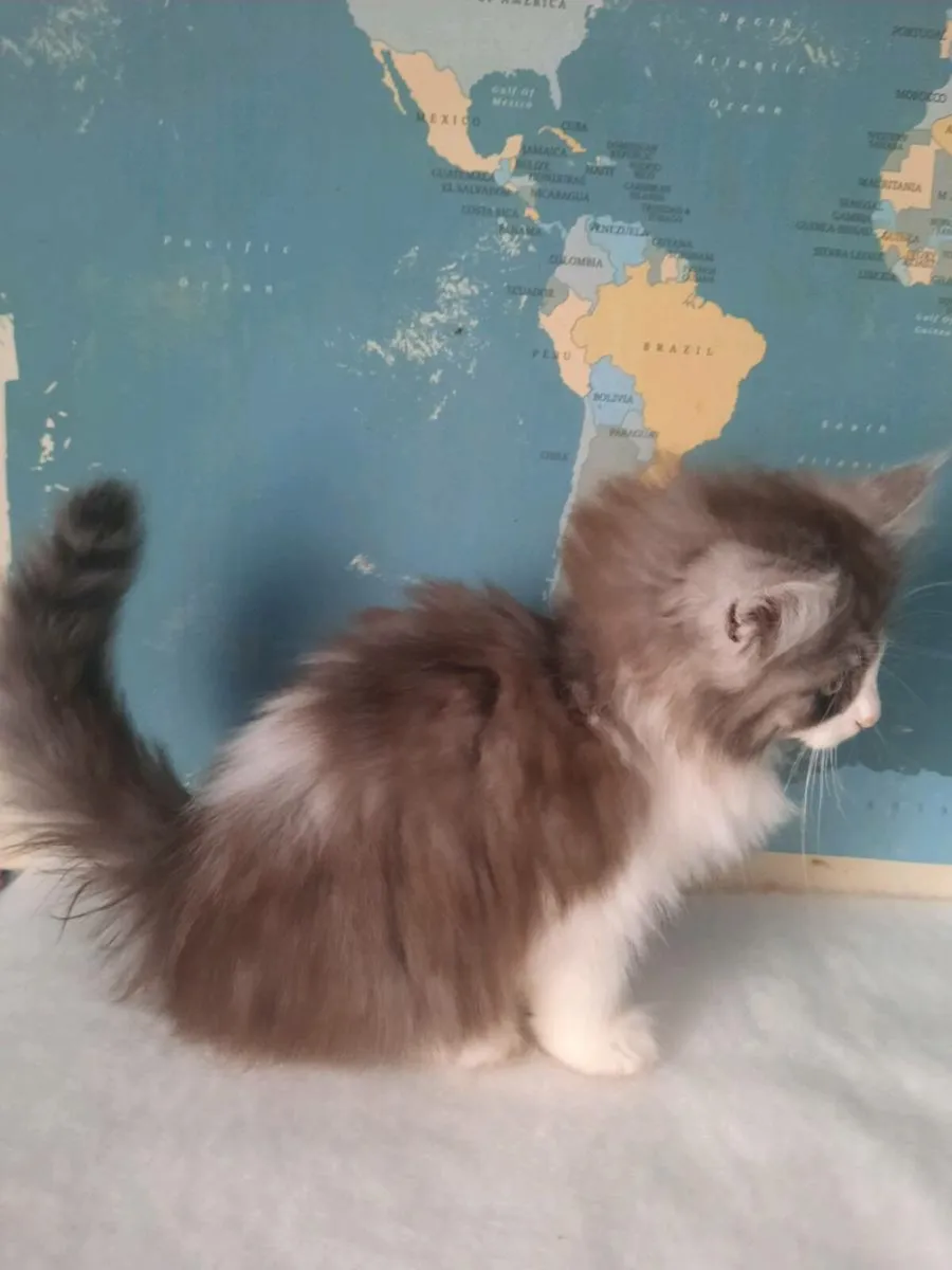 Maine coon kittens - Image 3