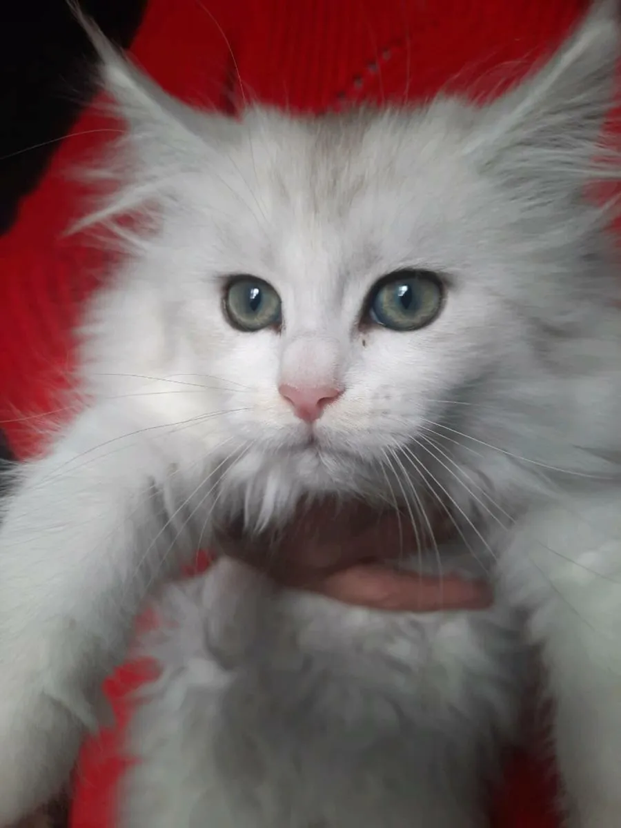 Maine coon kittens - Image 4