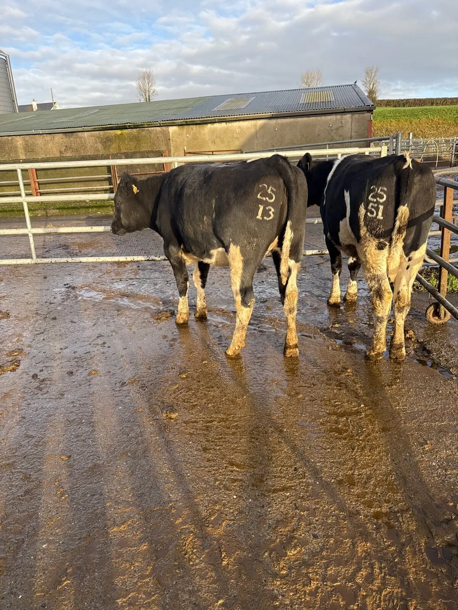 Hi EBI heifers for sale surplus stock - Image 2