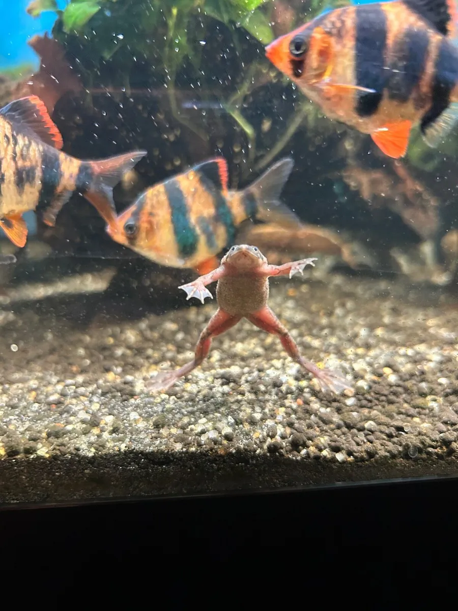 Fish Tank with Fish - Image 2