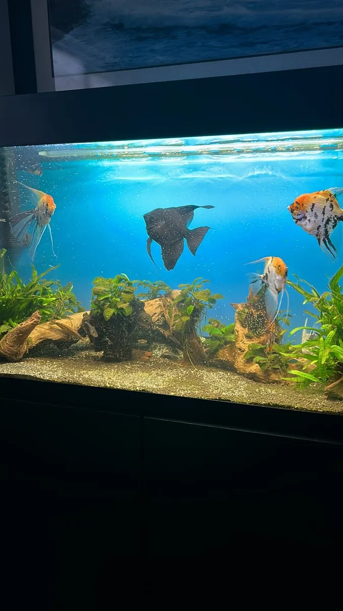 Fish Tank with Fish - Image 3