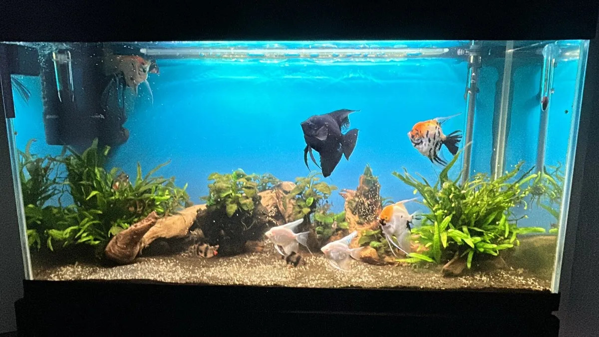 Fish Tank with Fish - Image 1