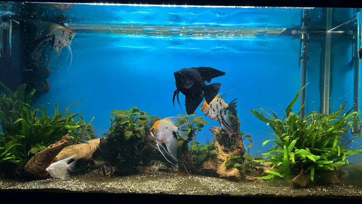 Fish Tank with Fish - Image 4