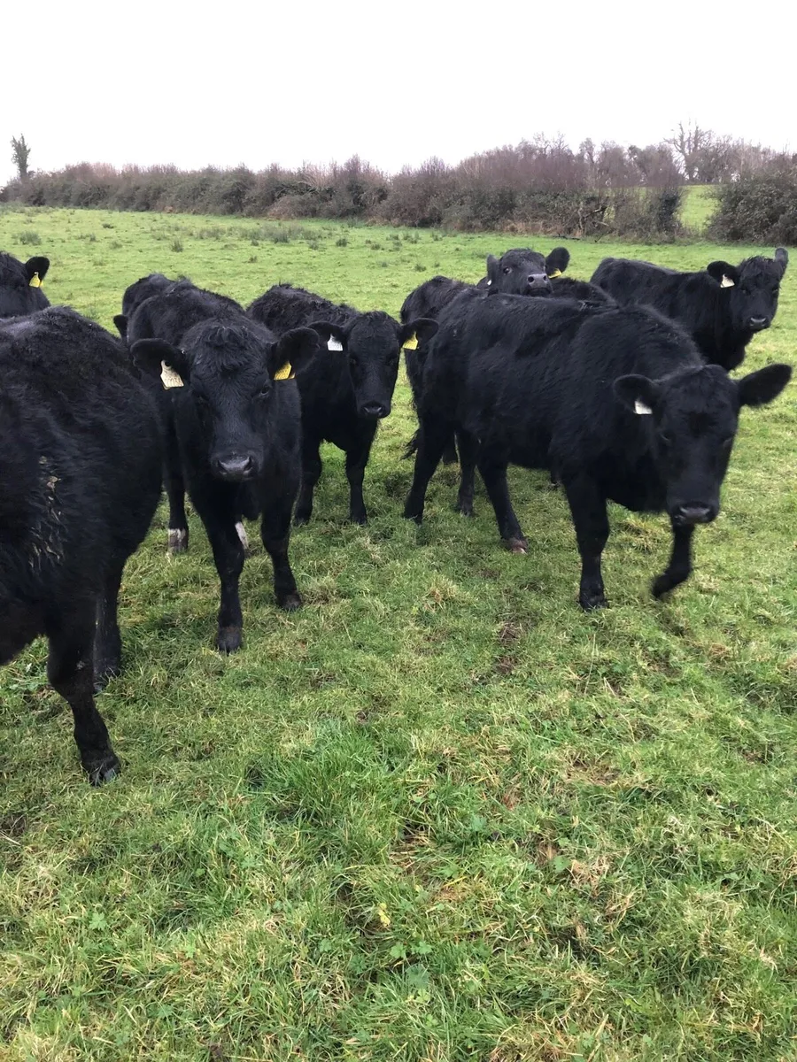 Angus Heifers - Image 1