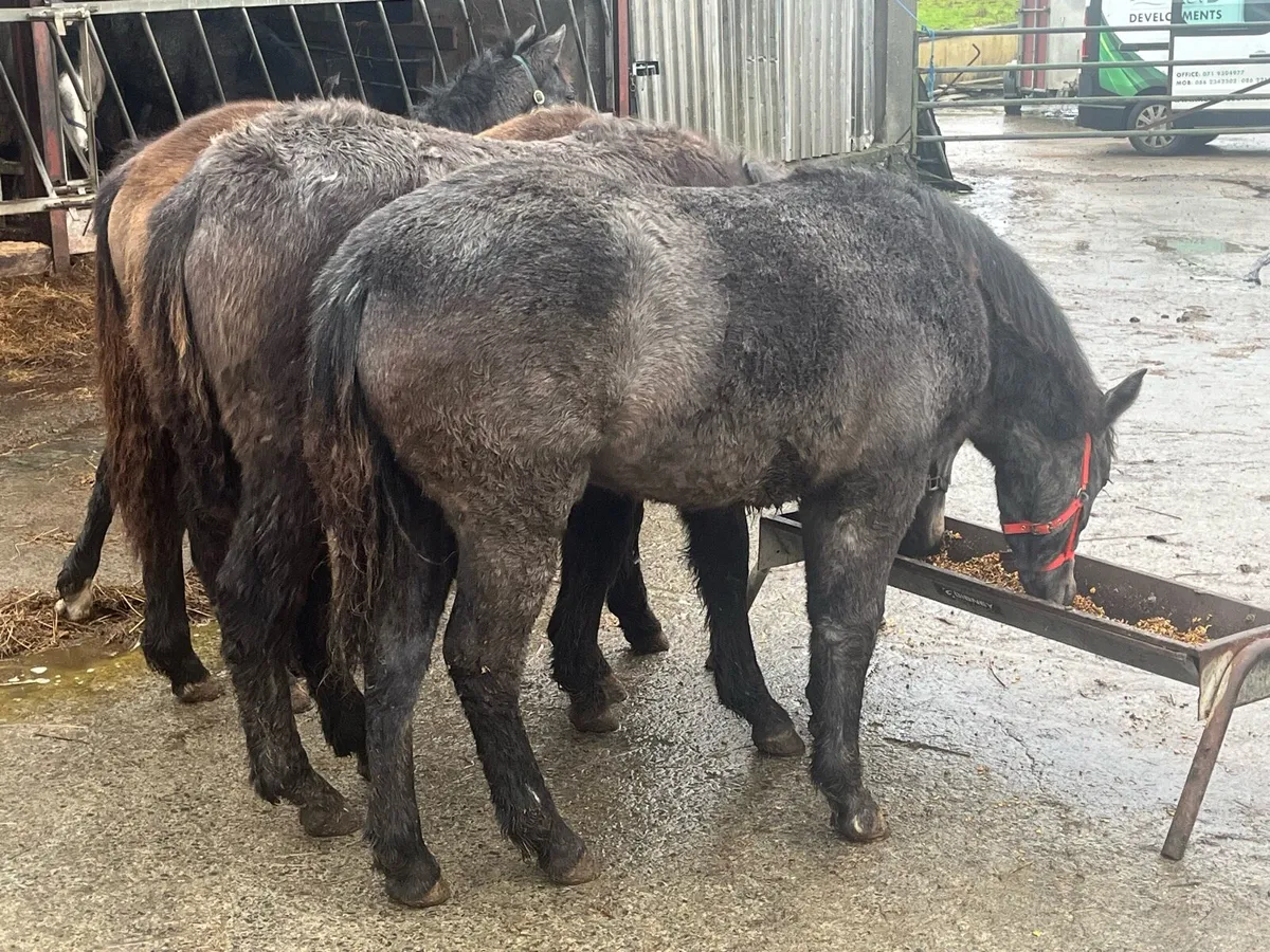 Four Connemara foals - Image 2