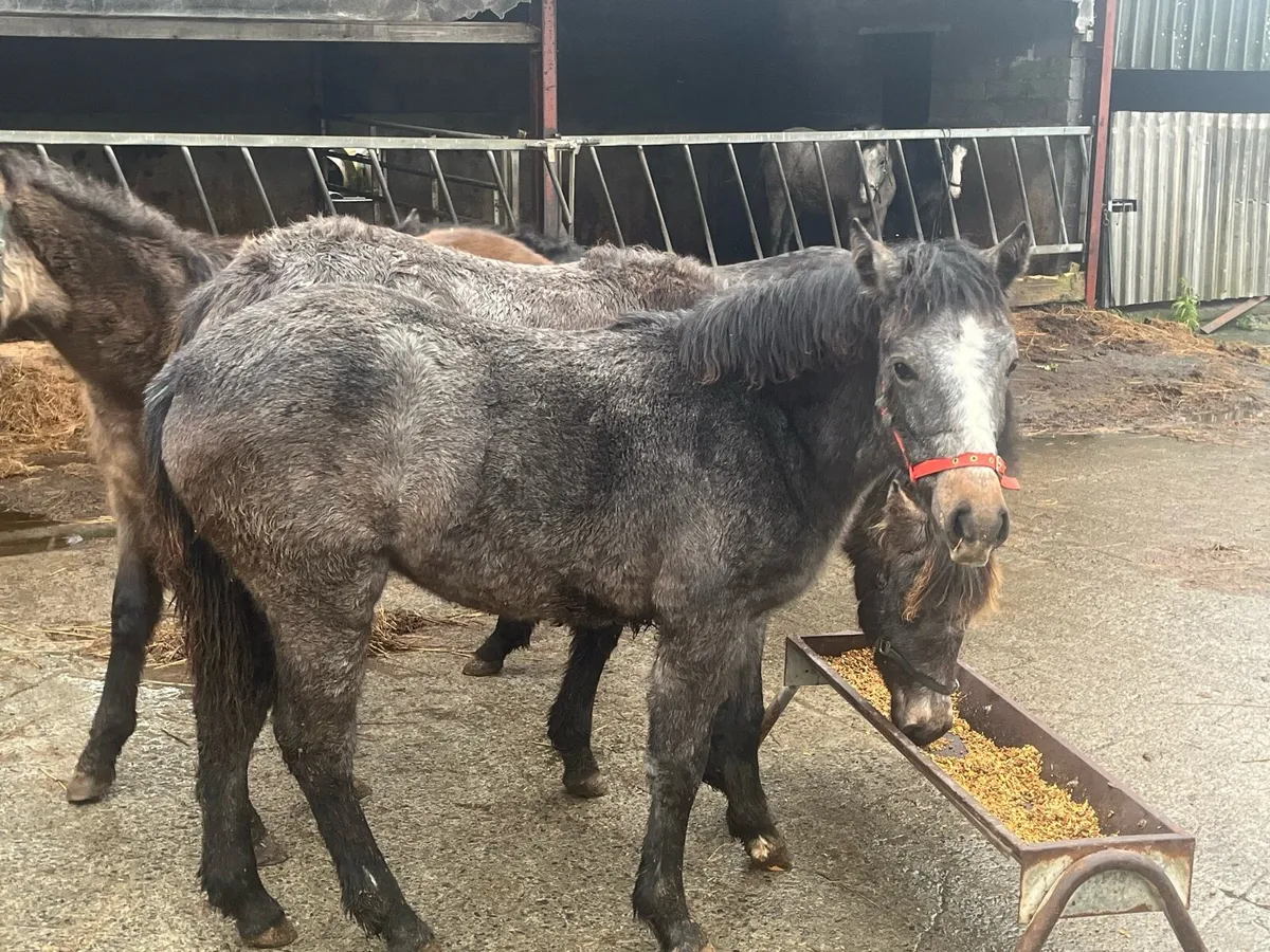 Four Connemara foals - Image 3