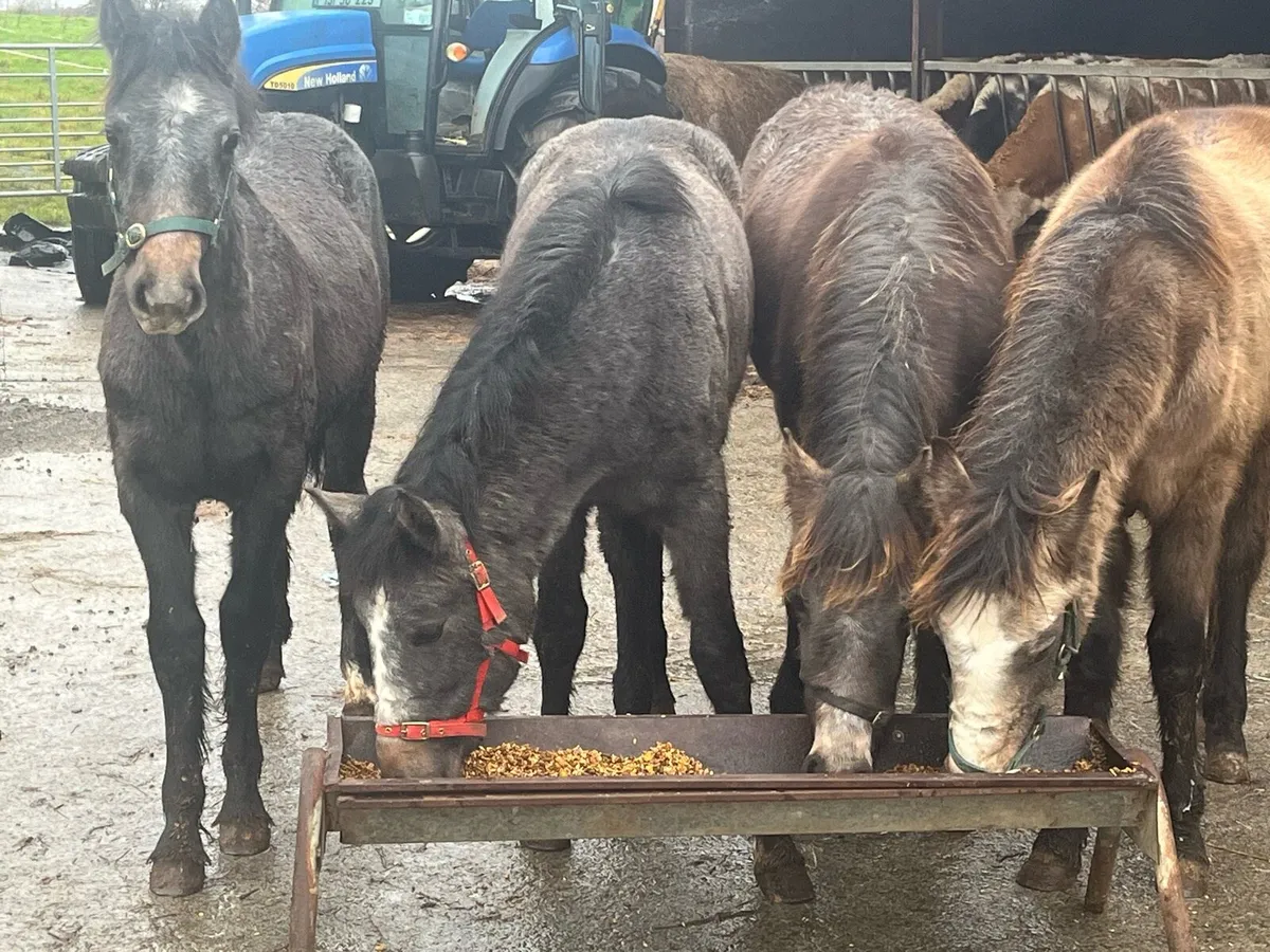 Four Connemara foals - Image 4