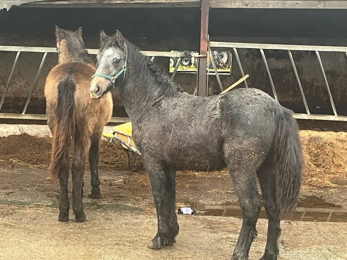 Four Connemara foals - Image 1