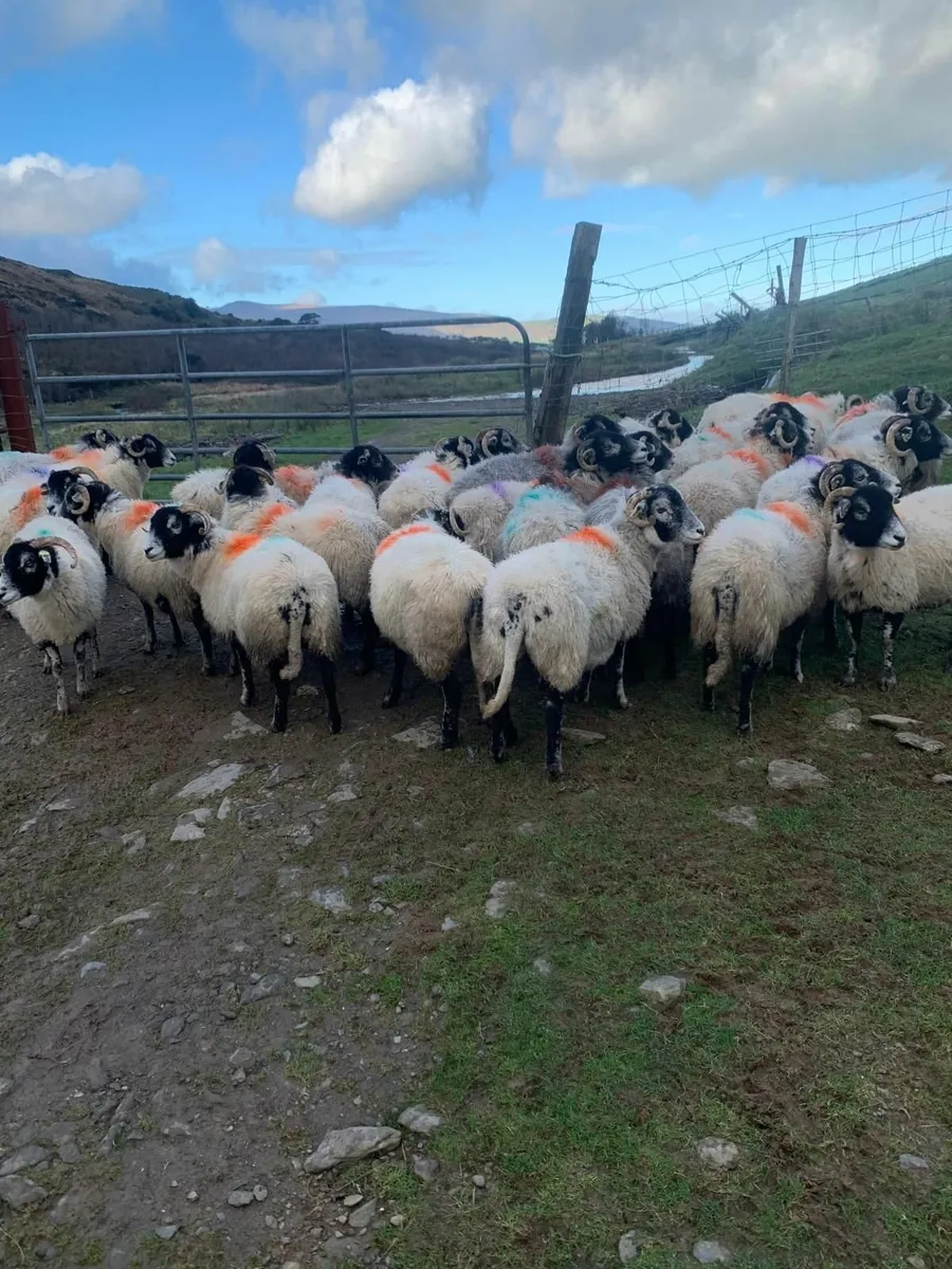 Swaledale sheep for sale - Image 2
