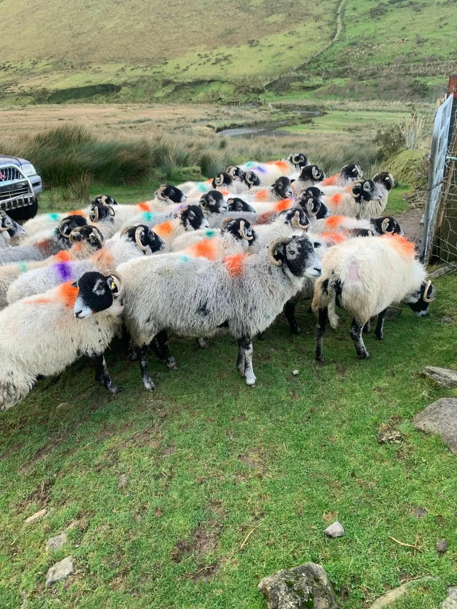 Swaledale sheep for sale - Image 1