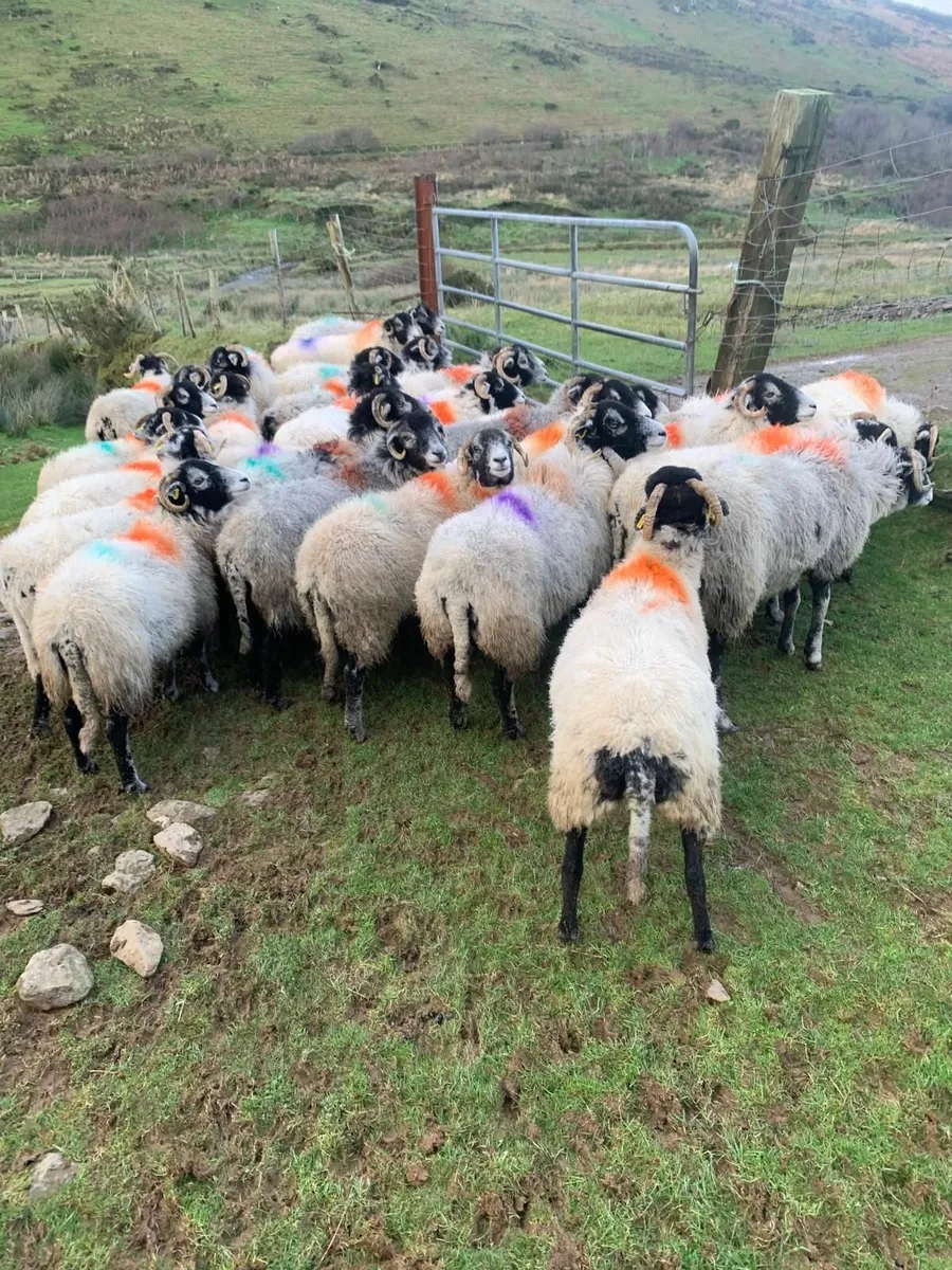 Swaledale sheep for sale - Image 3