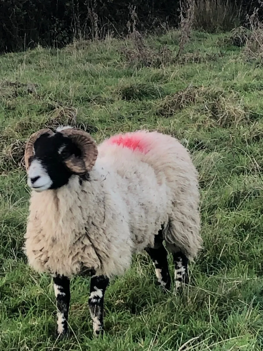 Swaddle hoggets - Image 1