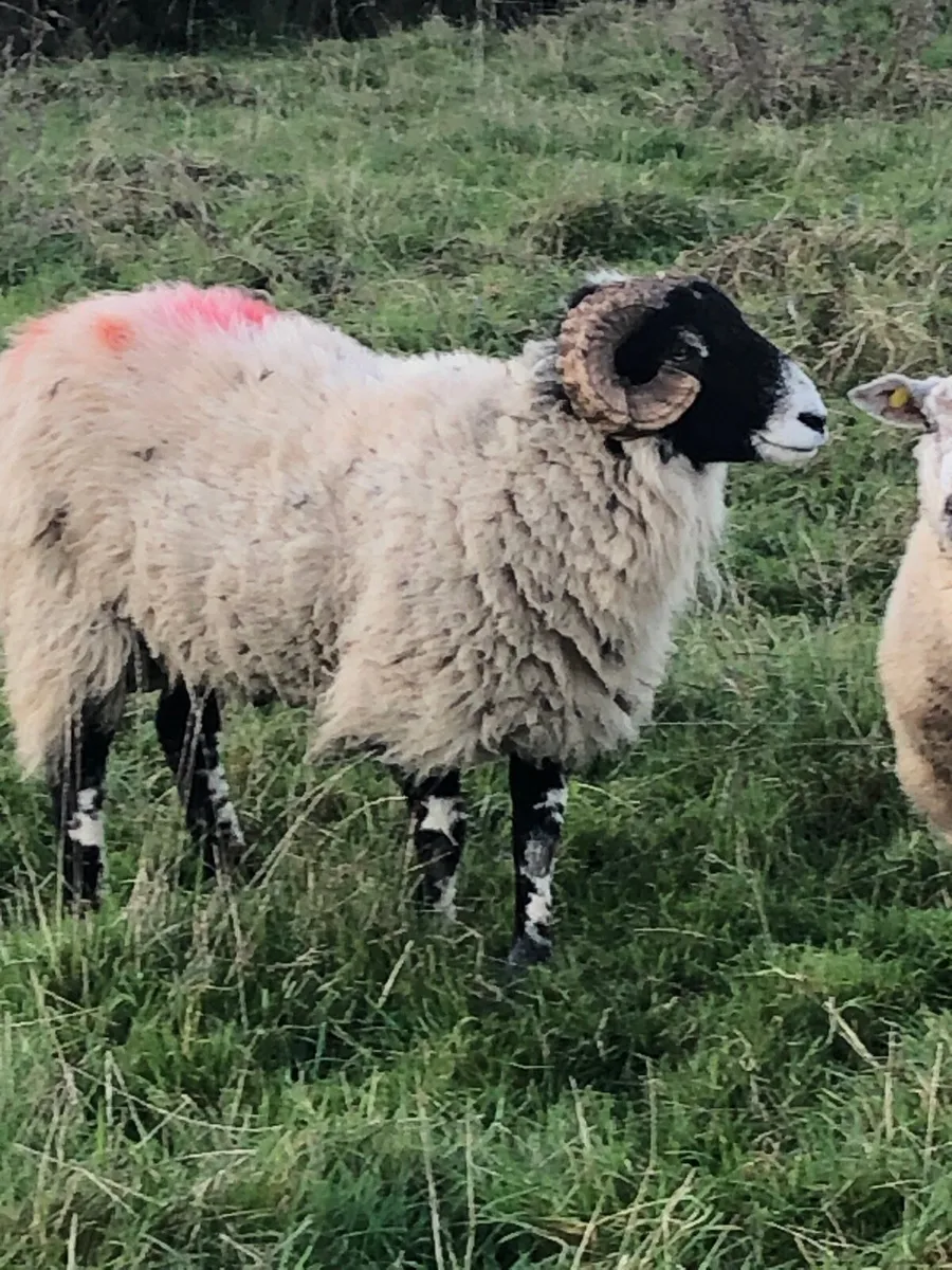 Swaddle hoggets - Image 2