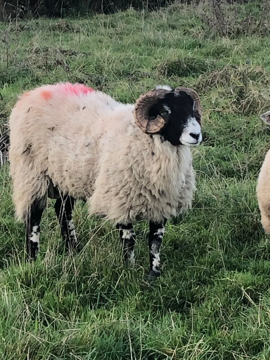 Swaddle hoggets - Image 3