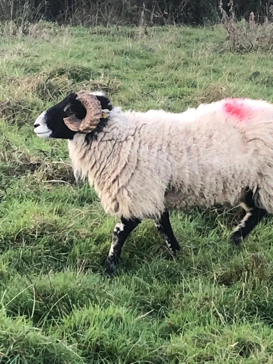 Swaddle hoggets - Image 4