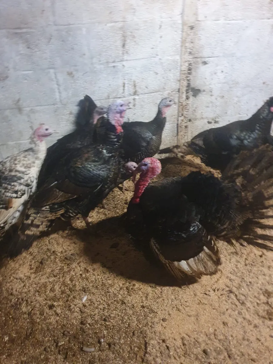 Christmas Turkeys - Image 2